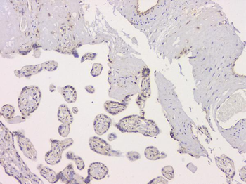 SRCIN1 Antibody