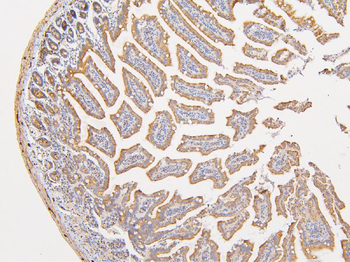 ATP5G1,2,3/ATP5MC1,2,3 Antibody