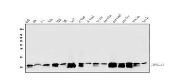 ATP5G1,2,3/ATP5MC1,2,3 Antibody