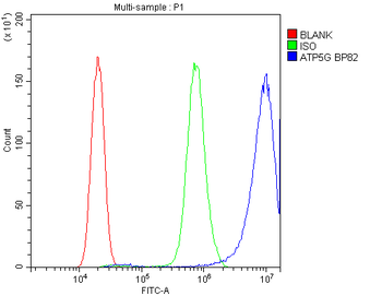 ATP5G1,2,3/ATP5MC1,2,3 Antibody