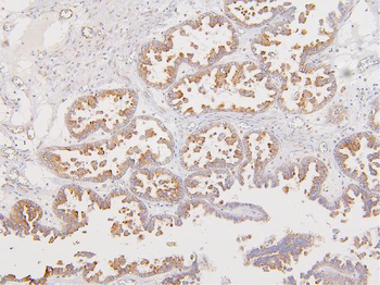 ATP5G1,2,3/ATP5MC1,2,3 Antibody