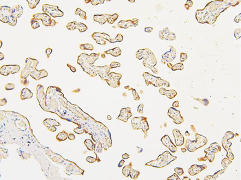 ATP5G1,2,3/ATP5MC1,2,3 Antibody