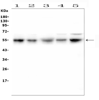 RBMS3 Rabbit Polyclonal Antibody