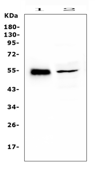 RBMS3 Rabbit Polyclonal Antibody