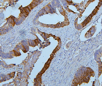 PYROXD1 Rabbit Polyclonal Antibody