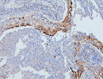 PYROXD1 Rabbit Polyclonal Antibody