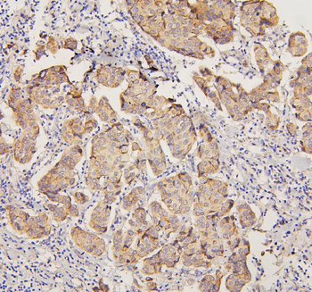 PYROXD1 Rabbit Polyclonal Antibody