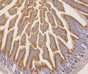 PYROXD1 Rabbit Polyclonal Antibody