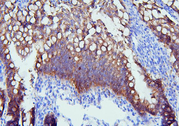 PYROXD1 Rabbit Polyclonal Antibody