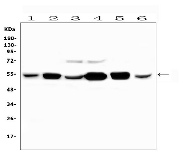 PYROXD1 Rabbit Polyclonal Antibody