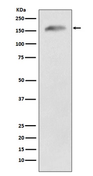 APC Rabbit Monoclonal Antibody (APC)