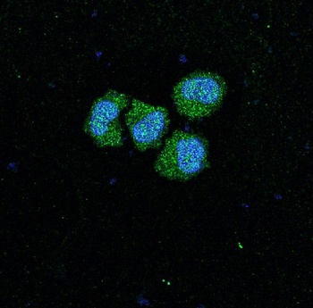 SIRT1 Rabbit Monoclonal Antibody