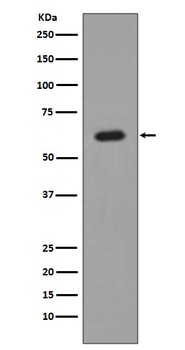 AKT1 Rabbit Monoclonal Antibody