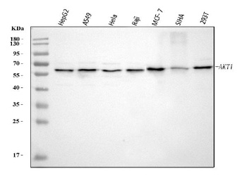 AKT1 Rabbit Monoclonal Antibody