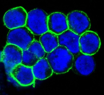 CXCR4 Monoclonal Antibody