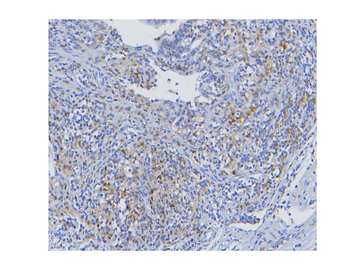 STAT1 Antibody (monoclonal, 12C7)