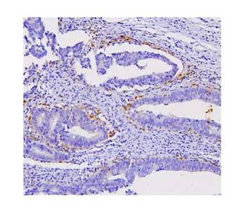 STAT1 Antibody (monoclonal, 12C7)
