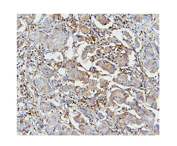 STAT1 Antibody (monoclonal, 12C7)