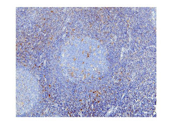 STAT1 Antibody (monoclonal, 12C7)