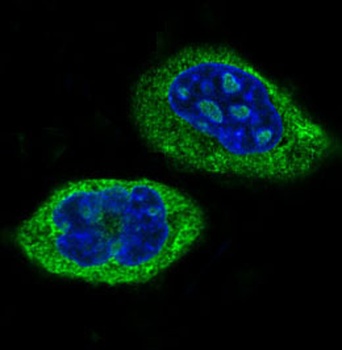 CLOCK Rabbit Monoclonal Antibody