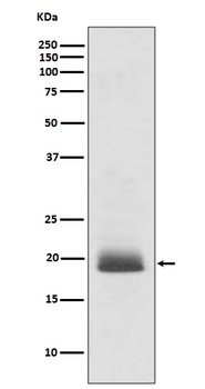 Ras NRAS Rabbit Monoclonal Antibody