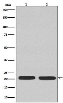 Ras NRAS Rabbit Monoclonal Antibody