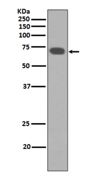 YAP1/Yap Rabbit Monoclonal Antibody