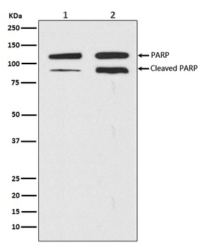 PARP PARP1 Rabbit Monoclonal Antibody