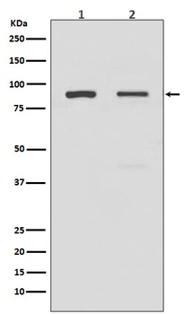 TLR2 Rabbit Monoclonal Antibody