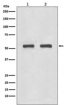 IRF3 Rabbit Monoclonal Antibody