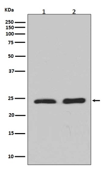 Rho A + B + C Rabbit Monoclonal Antibody