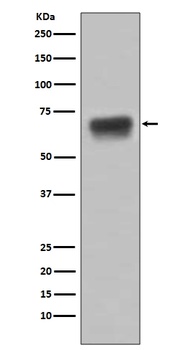 CD86/B7 2 Rabbit Monoclonal Antibody