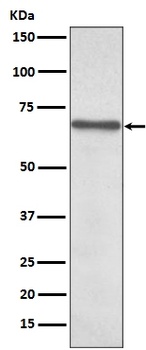 NF-Kappa B p65 RELA/NF Rabbit Monoclonal Antibody