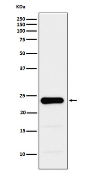 GST3/GSTP1 Rabbit Monoclonal Antibody