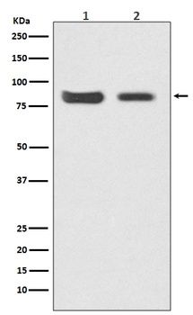 Mitofusin 2 MFN2 Rabbit Monoclonal Antibody