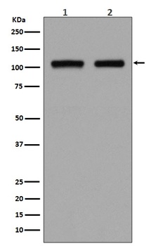 DGCR8 Rabbit Monoclonal Antibody