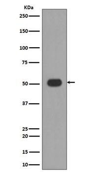MLKL Rabbit Monoclonal Antibody