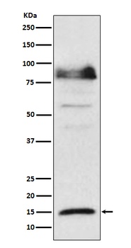 ISG15 Rabbit Monoclonal Antibody