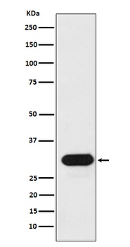 HLA-Drb1/HLA Rabbit Monoclonal Antibody