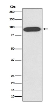 VCP Rabbit Monoclonal Antibody