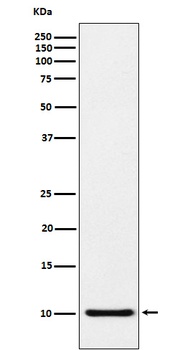 RANTES CCL5 Monoclonal Antibody