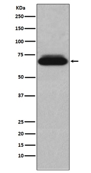 NUR77 NR4A1 Rabbit Monoclonal Antibody