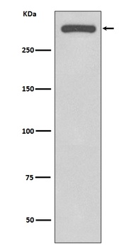 DNA-PKcs/PRKDC Rabbit Monoclonal Antibody