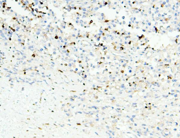APOBEC3G Antibody (monoclonal, 6C2)