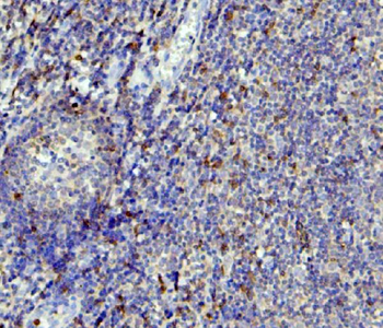 APOBEC3G Antibody (monoclonal, 6C2)