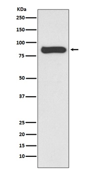 STAT4 Rabbit Monoclonal Antibody