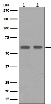 Cyclin B1 CCNB1 Rabbit Monoclonal Antibody