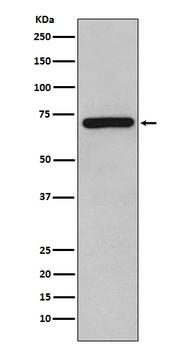 RelB Rabbit Monoclonal Antibody