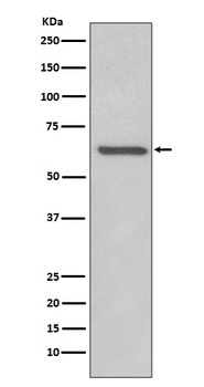 RelB Rabbit Monoclonal Antibody