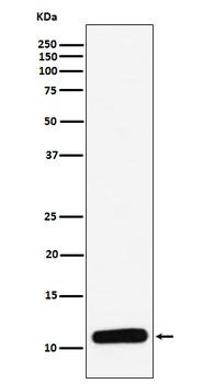 PF4 Monoclonal Antibody